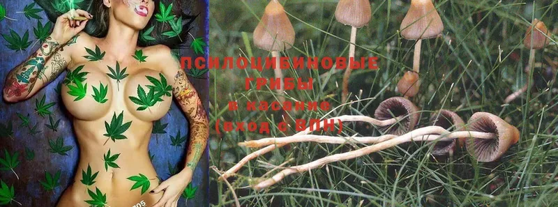 blacksprut ССЫЛКА  купить закладку  Джанкой  Галлюциногенные грибы Magic Shrooms 